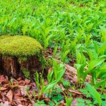 ¿Cómo dividir el Lirio de los valles?