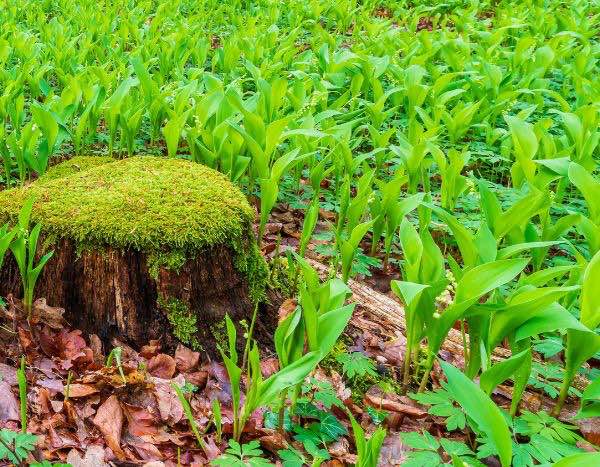 ¿Cómo dividir el Lirio de los valles?