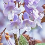 El Paulownia: el árbol del futuro y una ventaja para la permacultura?