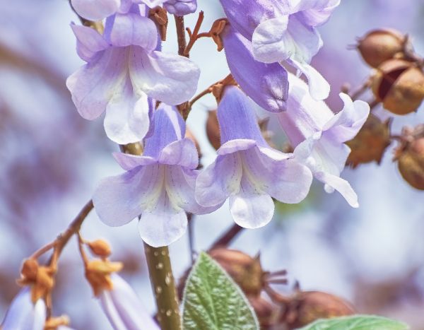 El Paulownia: el árbol del futuro y una ventaja para la permacultura?