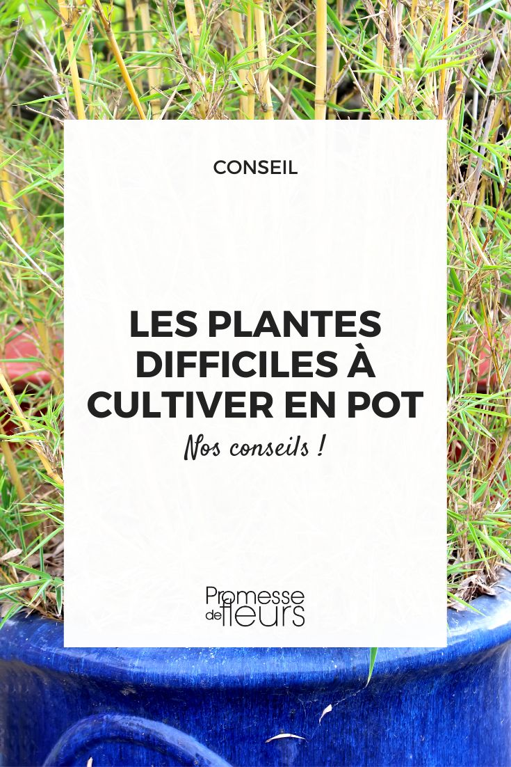 plantas que es mejor evitar cultivar en maceta o contenedor