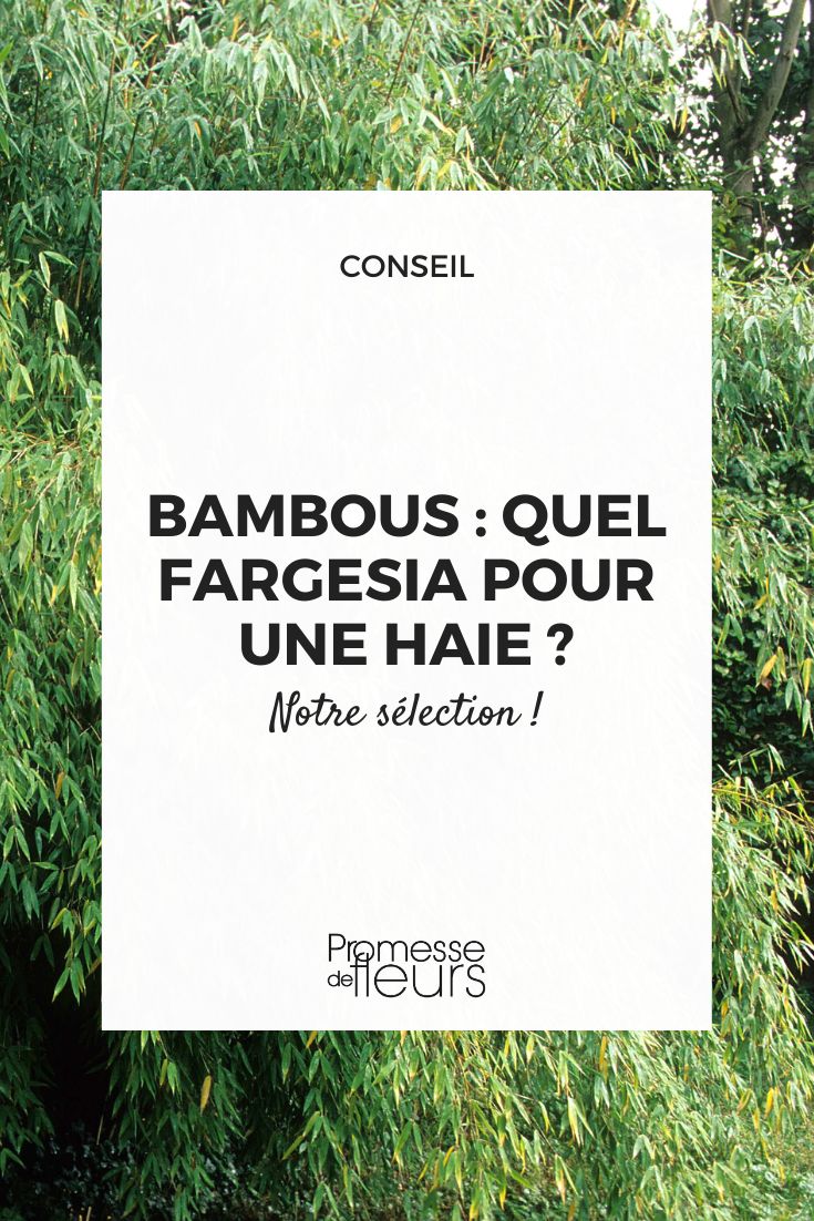 seto de bambú fargesia