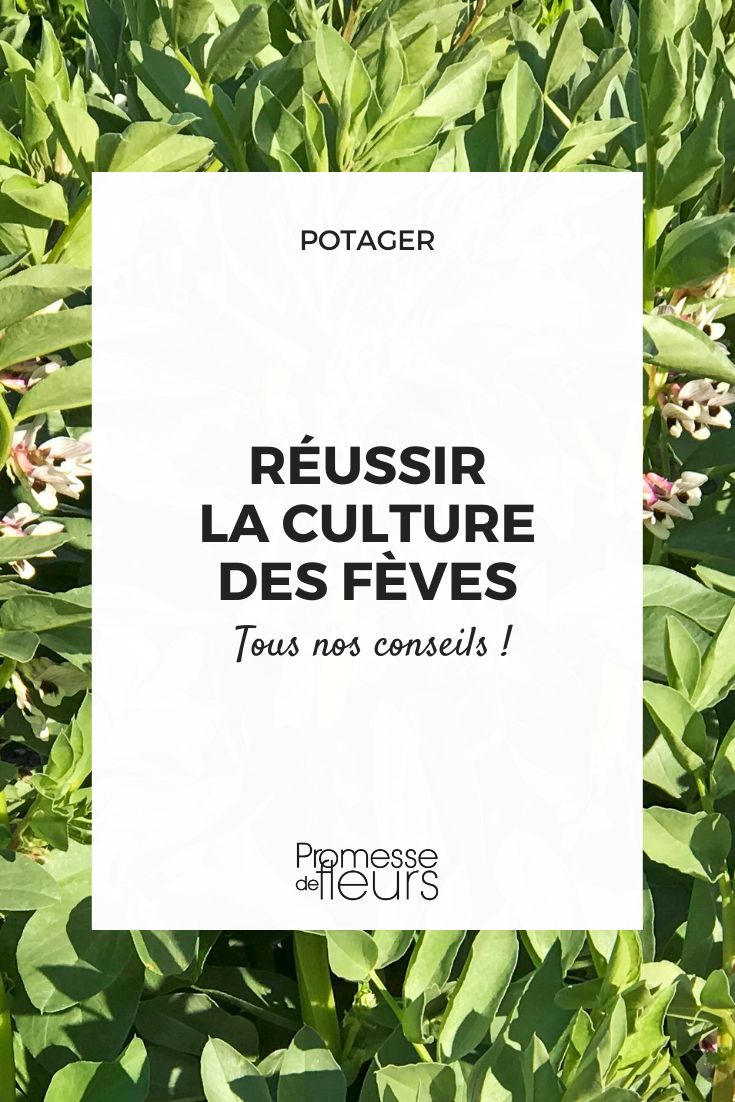 cultivar y sembrar habas