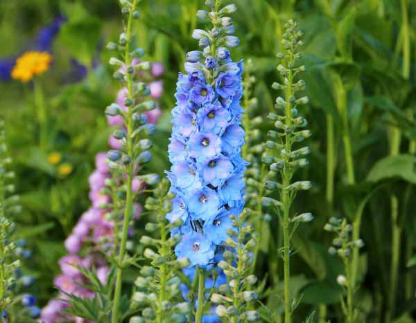 ¿Cómo sembrar el delphinium?