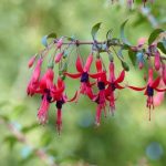 ¿Cómo podar un Fuchsia?