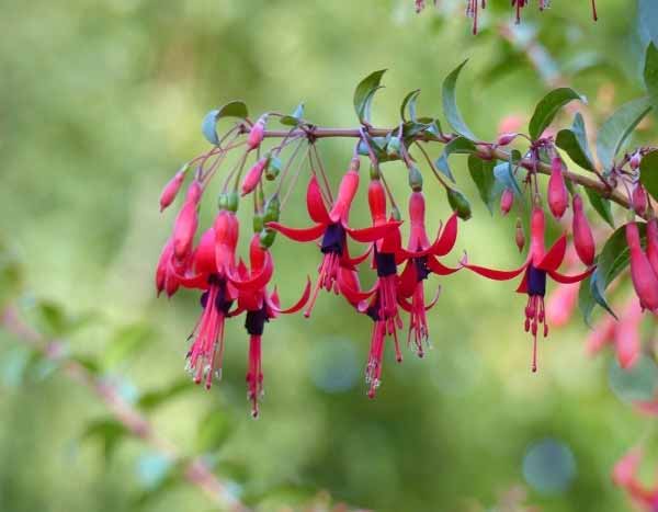 ¿Cómo podar un Fuchsia?