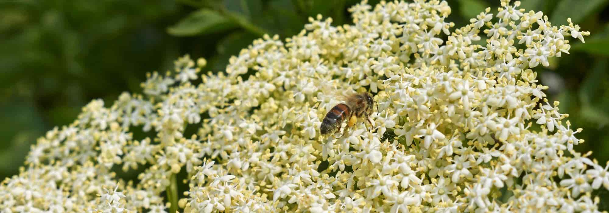 ¿Cómo hacer buñuelos de flores de saúco?