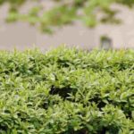 ¿Cómo ocultarse de la vecindad con el menor coste?