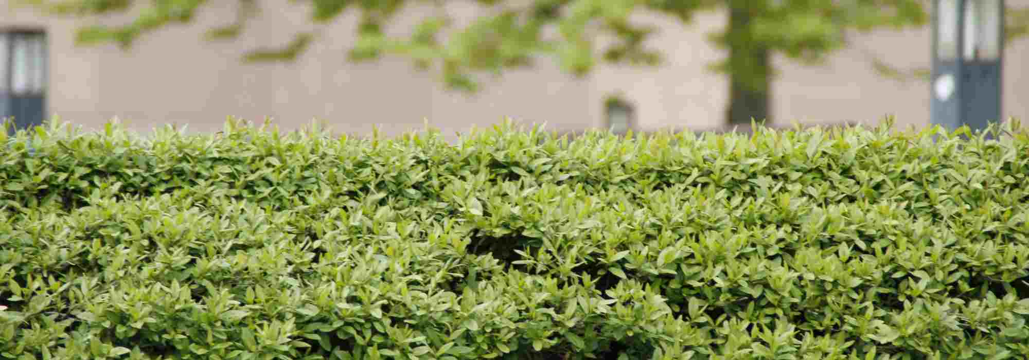 ¿Cómo ocultarse de la vecindad con el menor coste?