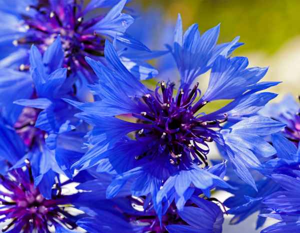 ¿Cómo sembrar el Aciano?