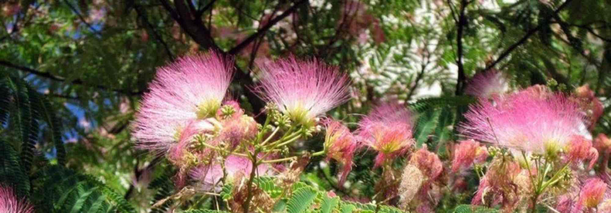 7 Albizia resistentes para plantar en casi toda Francia o casi