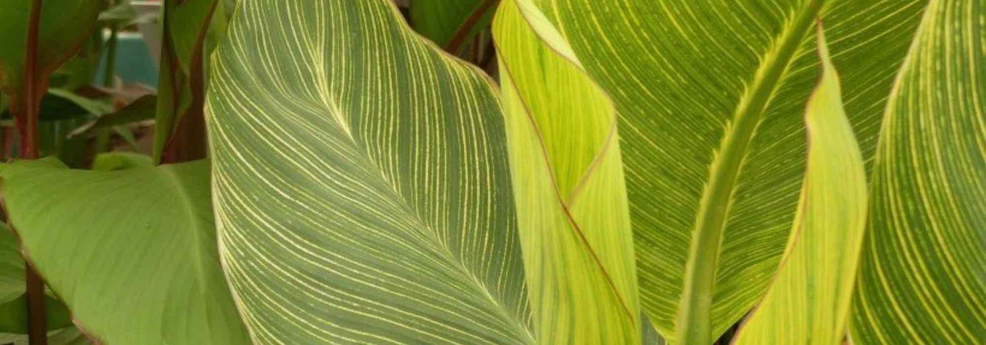 ¿Cómo elegir un Canna?