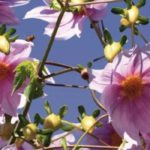 5 dalias gigantes para plantar en el fondo del macizo