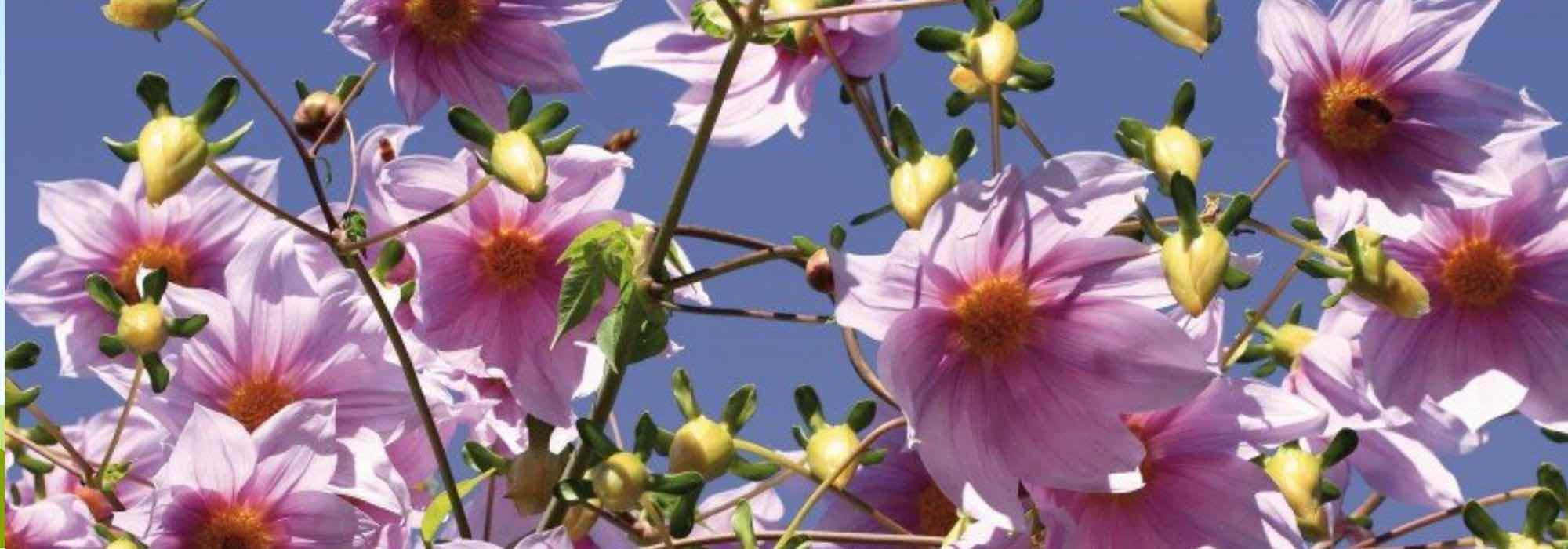 5 dalias gigantes para plantar en el fondo del macizo