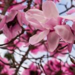 5 Magnolios de floración primaveral