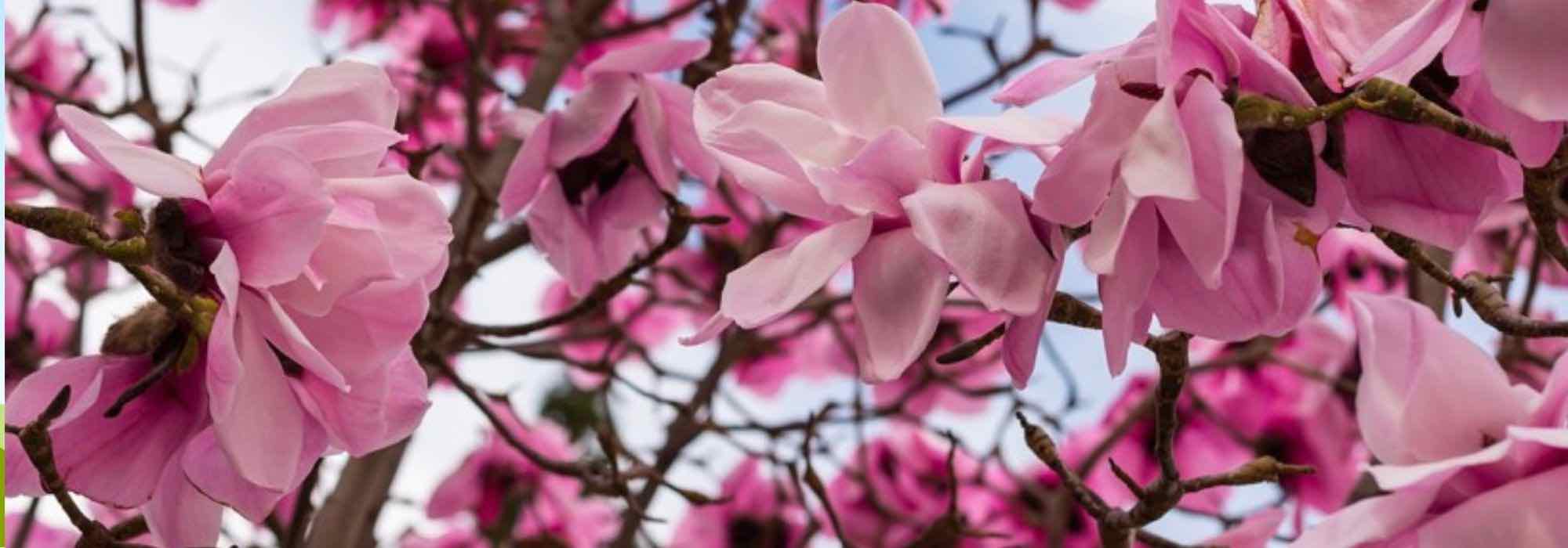 5 Magnolios de floración primaveral