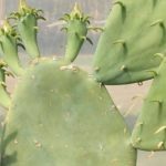 7 Opuntia resistentes para plantar en toda Francia o casi