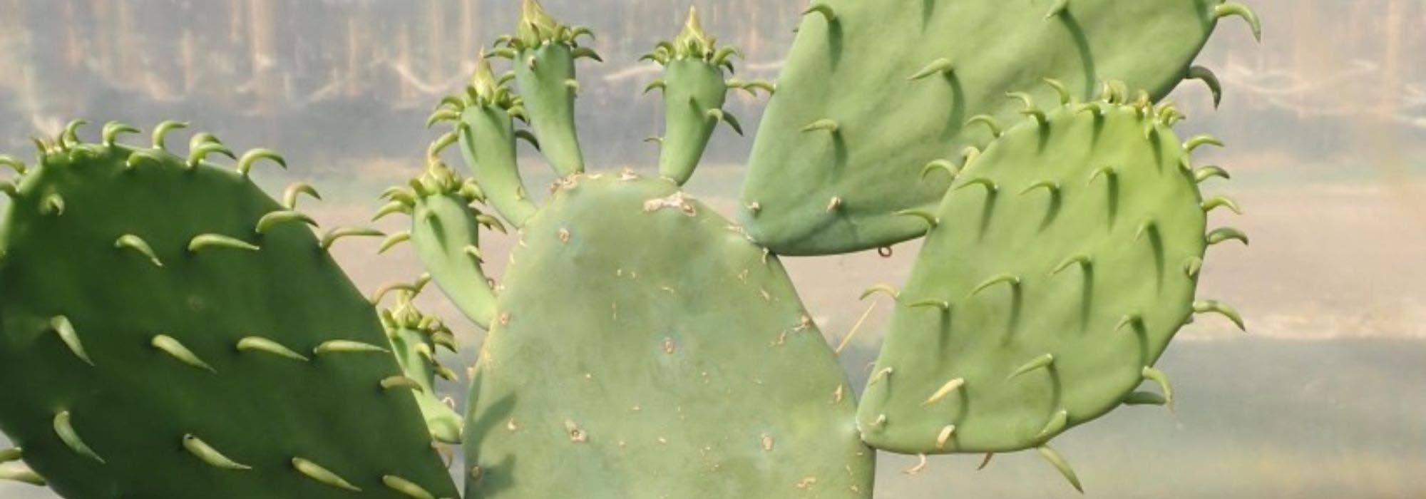 7 Opuntia resistentes para plantar en toda Francia o casi