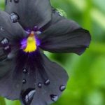 5 flores preciosas con Floración de verano