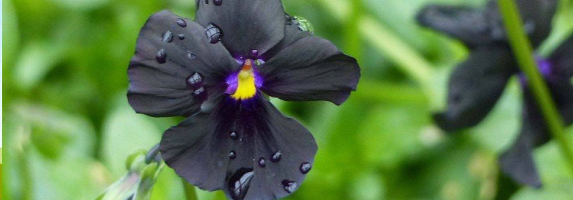 5 flores preciosas con Floración de verano