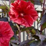 6 plantas para acondicionar un jardín de lluvia