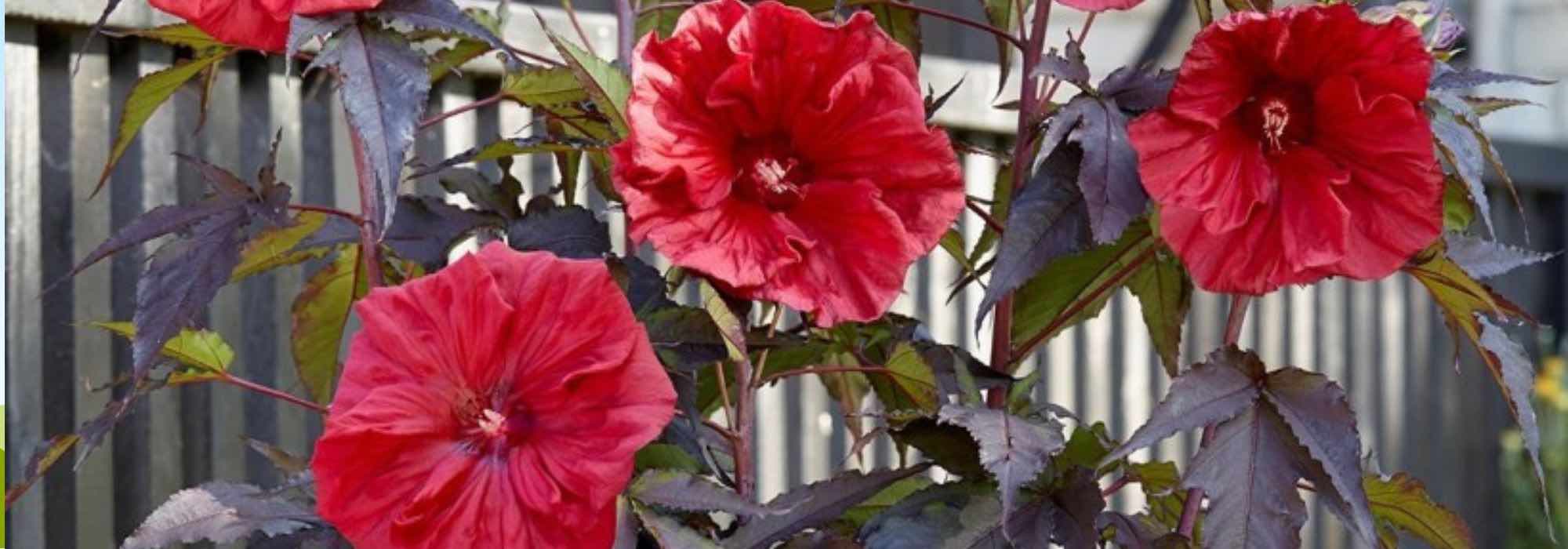 6 plantas para acondicionar un jardín de lluvia