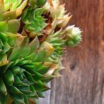 Plantas resistentes a la sequía para cultivar en macetas