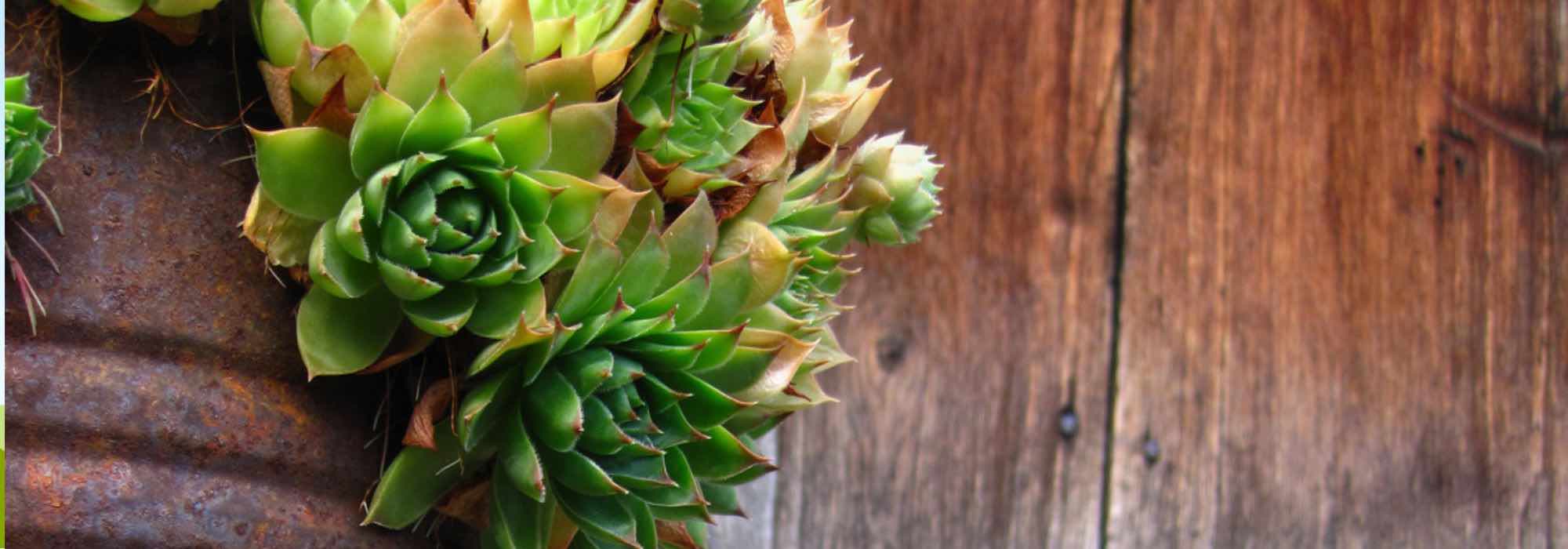 Plantas resistentes a la sequía para cultivar en macetas