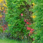 ¿Cómo sustituir un seto de coníferas?