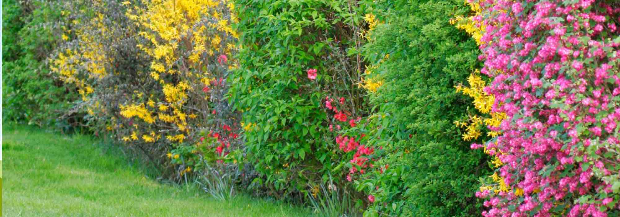 ¿Cómo sustituir un seto de coníferas?