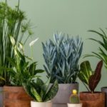 ¿Cómo cuidar las plantas de interior según las estaciones?