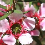 Asociar el Leptospermum