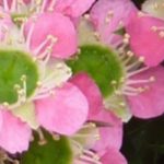 Leptospermum: las variedades más bonitas