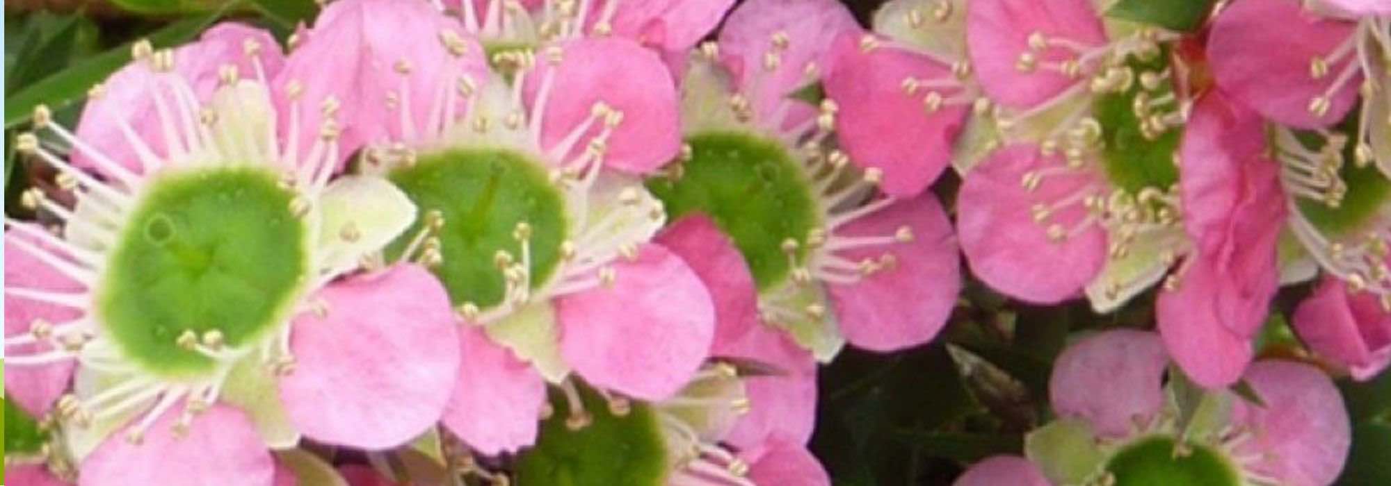 Leptospermum: las variedades más bonitas