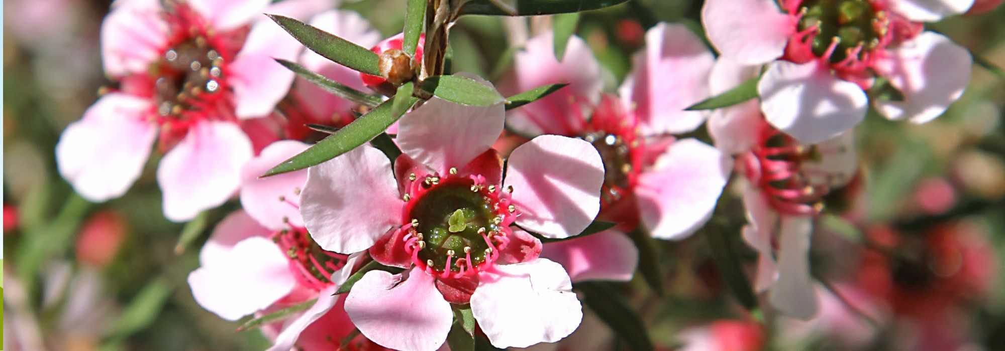 Asociar el Leptospermum