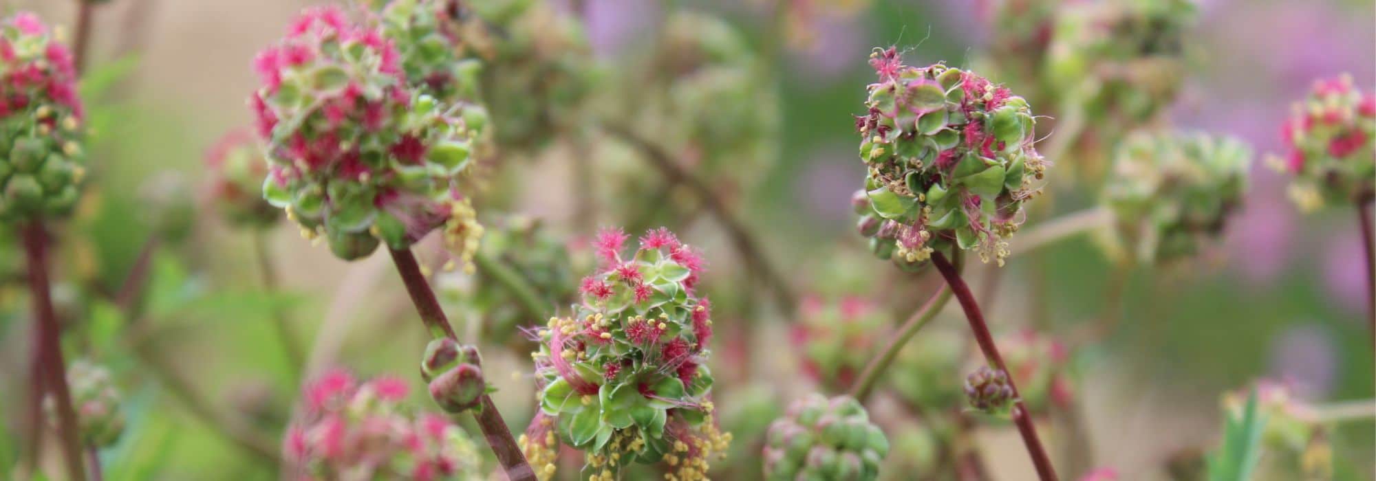 Las plantas medicinales en el jardín-bosque