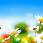 12 plantas medicinales para combatir el estrés