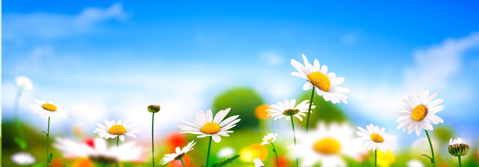 12 plantas medicinales para combatir el estrés