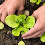 Todos los vegetales que cultivar en primavera en el Huerto