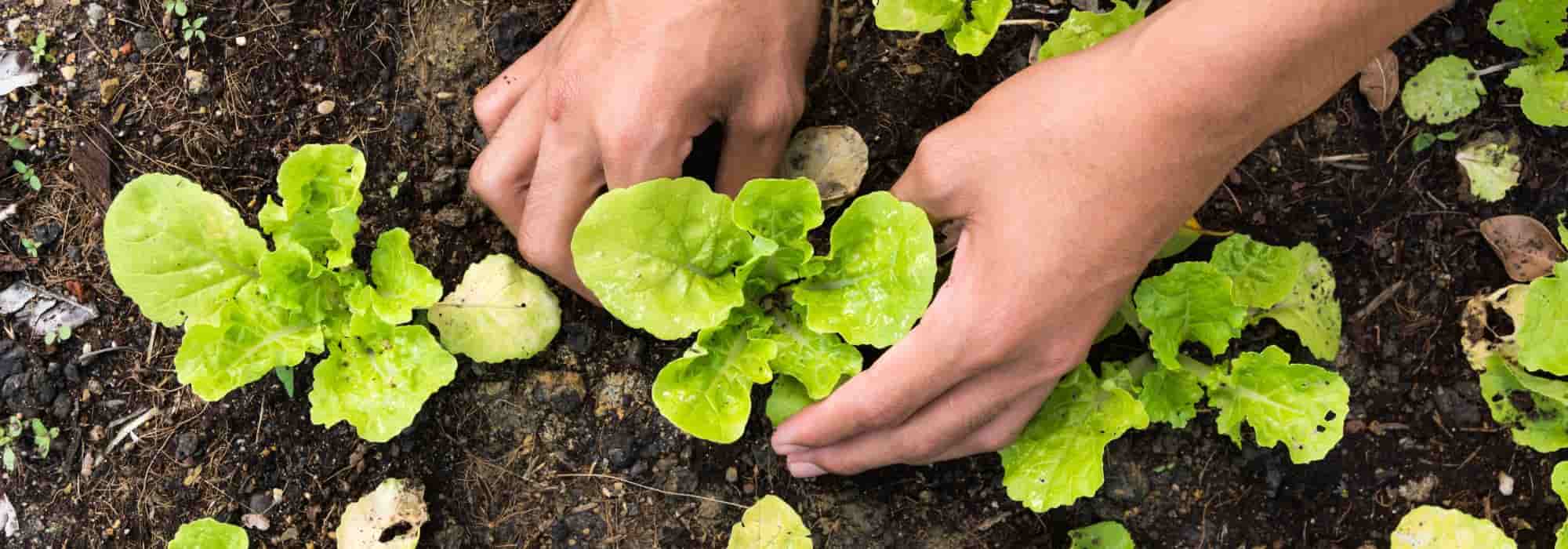 Todos los vegetales que cultivar en primavera en el Huerto