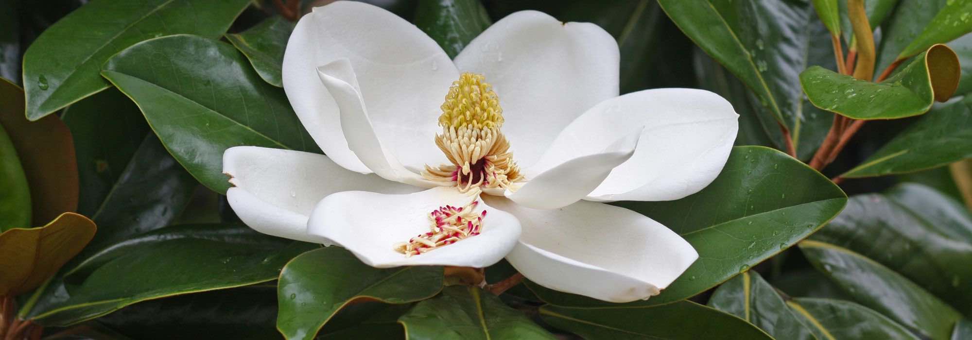 5 magnolias de Floración de verano