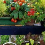 Cultivar verduras y frutas en la ciudad: nuestros consejos