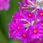 7 Prímulas de cuellos de colección para descubrir