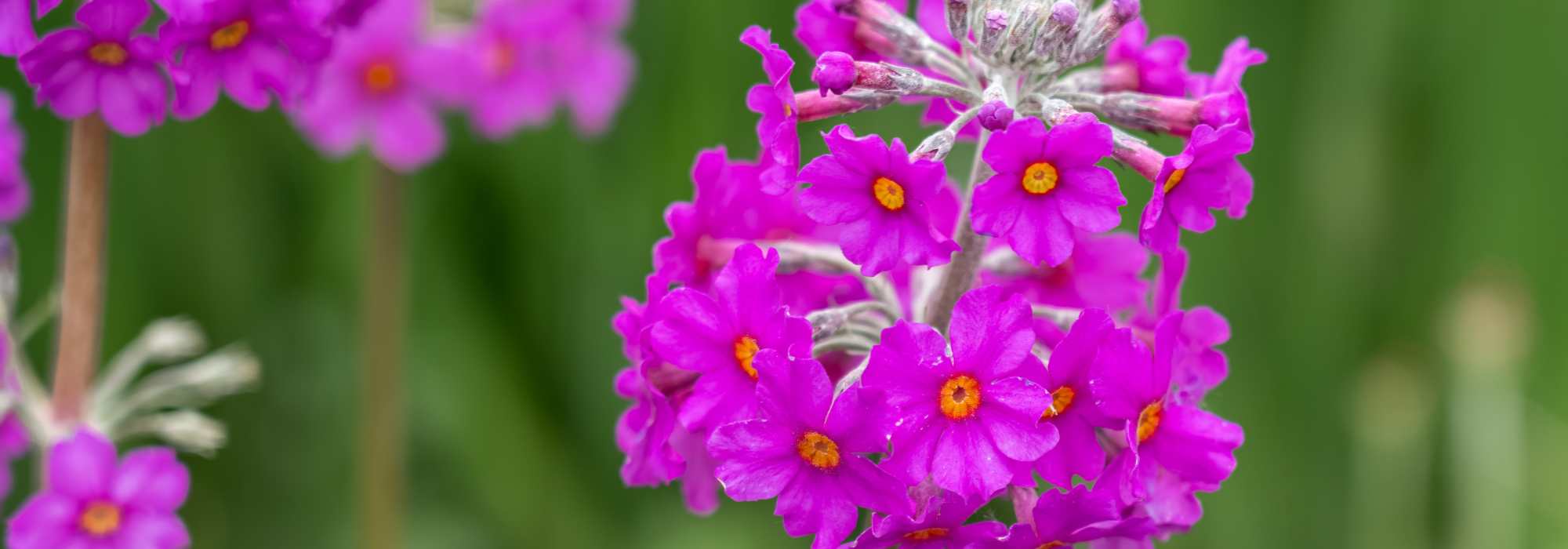 7 Prímulas de cuellos de colección para descubrir