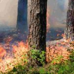 ¿Qué plantar después de un incendio?