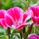 ¿Cómo sembrar el clarkia?