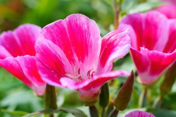 ¿Cómo sembrar el clarkia?