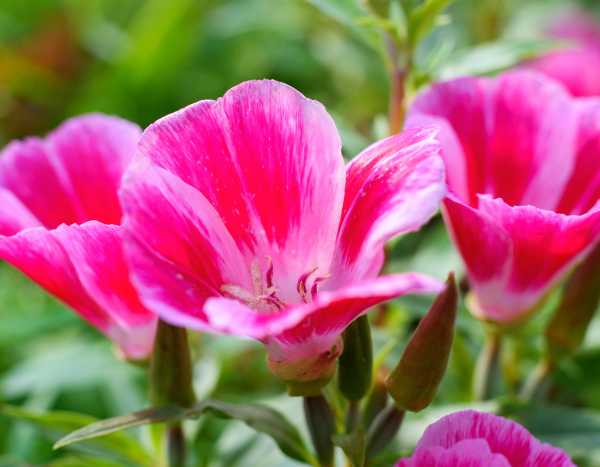 ¿Cómo sembrar el clarkia?