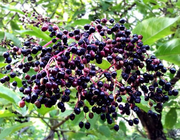 ¿Cómo preparar un granizado de bayas de saúco?