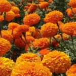 Las plantas compañeras del Huerto